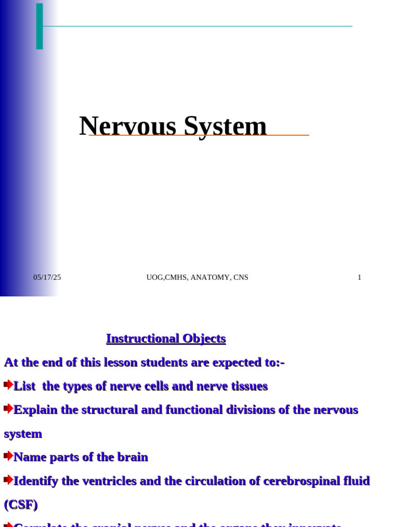 Overview of the Nervous System Anatomy | PDF | Central Nervous System ...