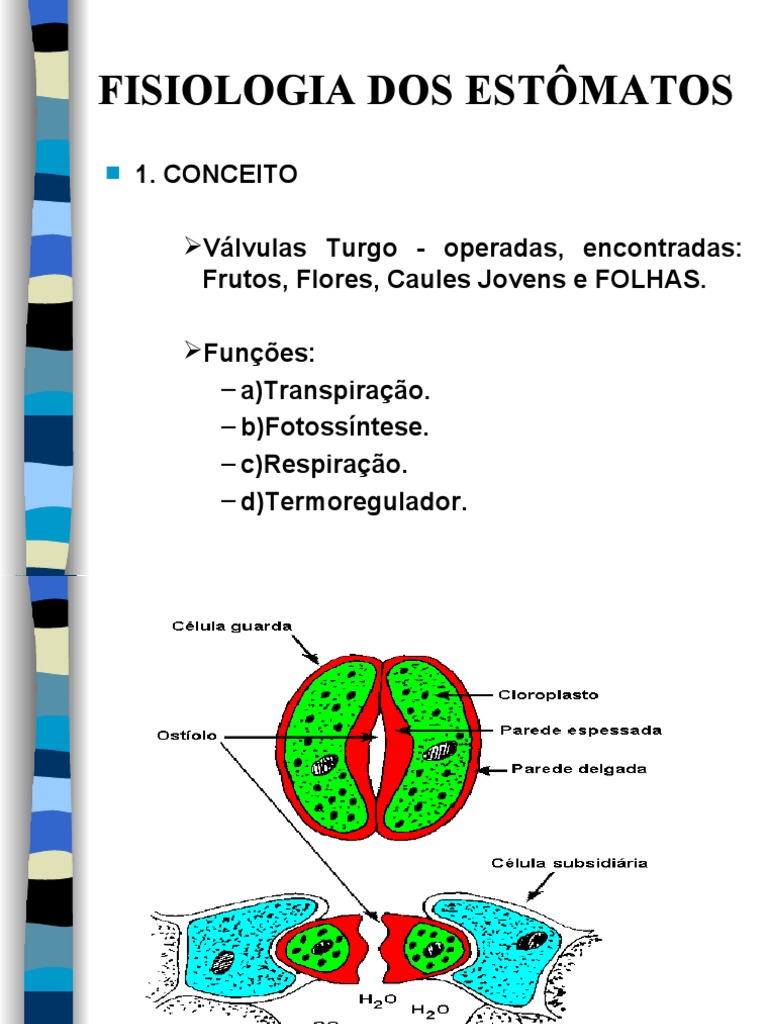 Fisiologia Dos Estomatos 2 Estoma Folha