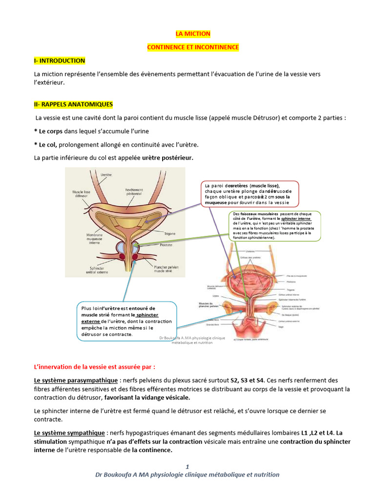 Physiologie de la miction urinaire | PDF | Incontinence urinaire ...