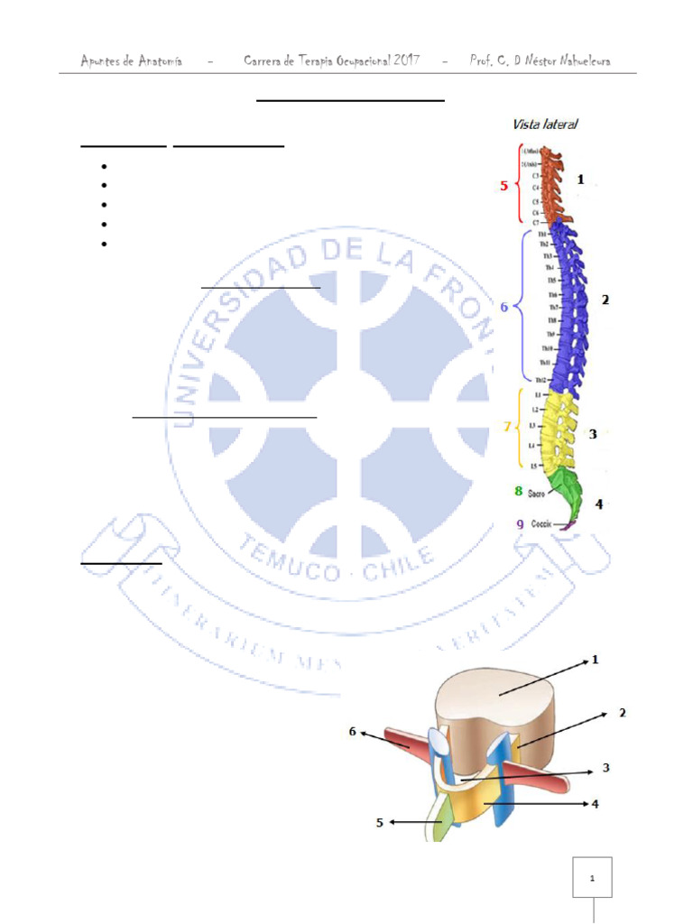 Anatomía de la Columna Vertebral | PDF | La columna vertebral | Vértebra