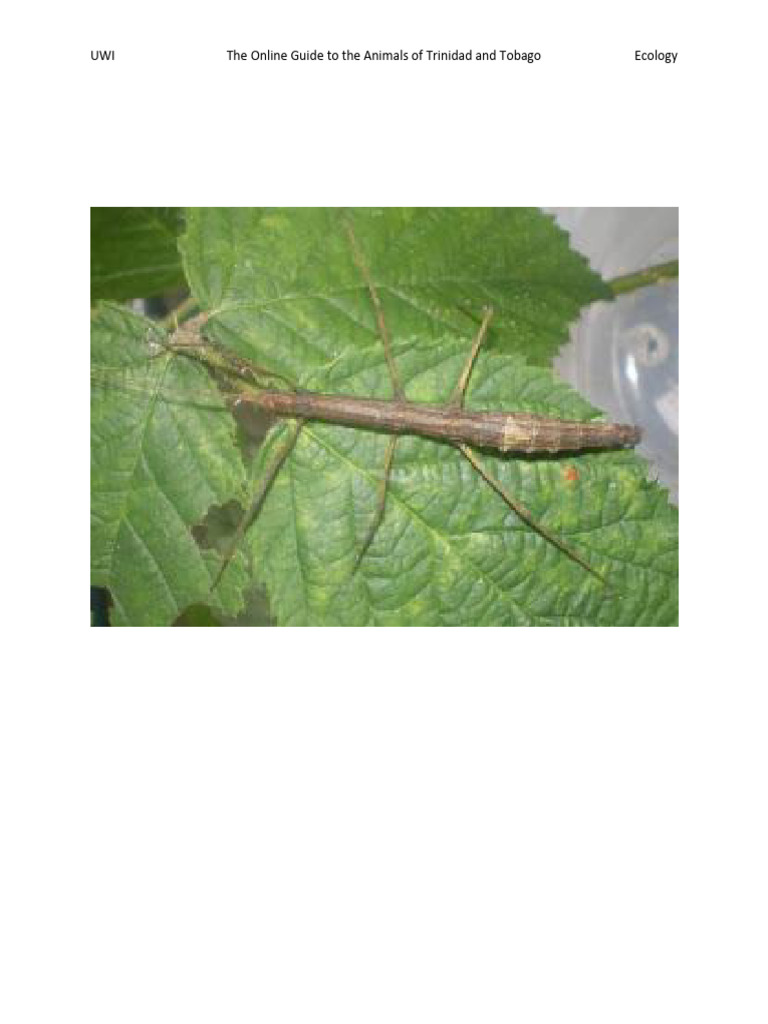Trinidad Twig Insect Overview | PDF | Insects | Organisms