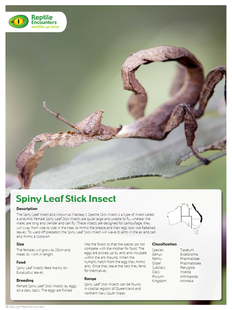 Spiny Leaf Stick Insect Overview | PDF