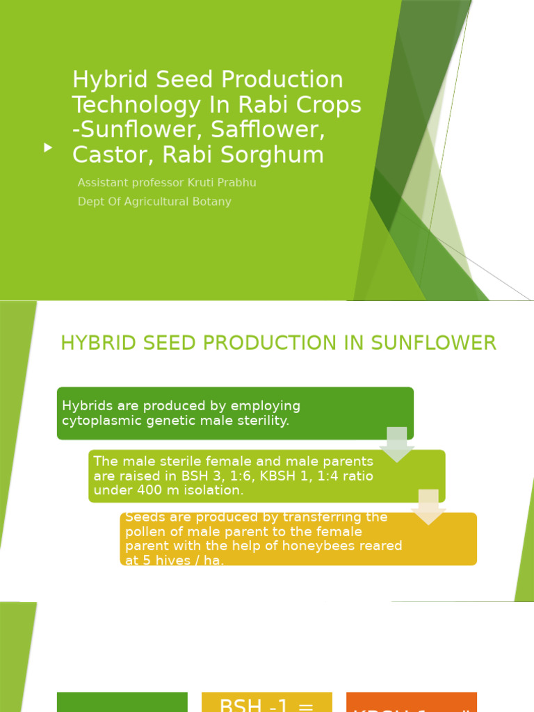 Hybrid Seed Production in Rabi Crops | PDF | Plant Breeding | Seed