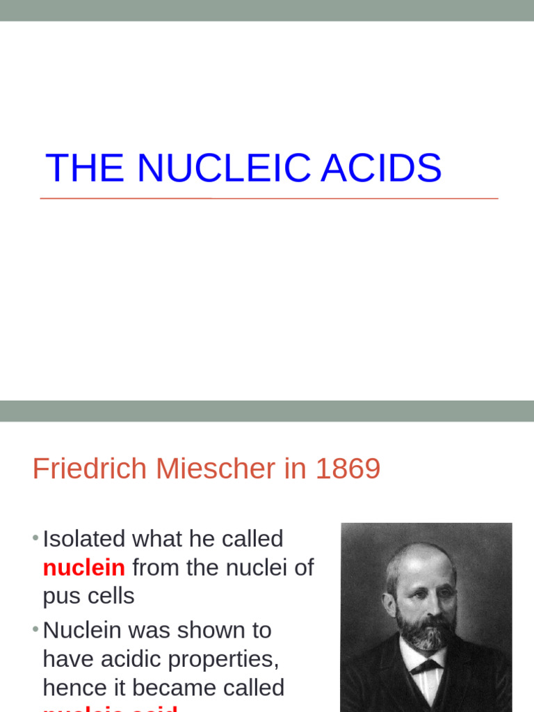 1-The Nucleic Acids | PDF | Nucleotides | Dna
