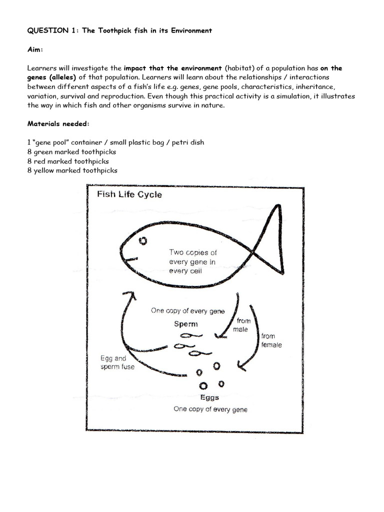 Toothpick Fish Lab: Genetic Simulation | PDF | Dominance (Genetics ...