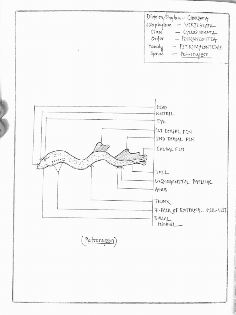 BSc Zoology Practical Record Guide | PDF | Fish