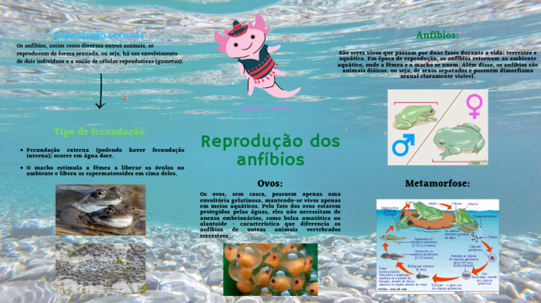 Reprodução dos Anfíbios: Fecundação e Ciclo | PDF | Anfíbio | Reprodução
