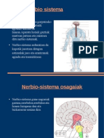 Nerbio SistemaBrian Eta Alaia