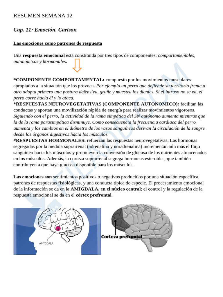 Componentes de las Emociones y Miedo | PDF | Las emociones | Amígdala