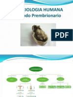 4-Periodo Prembrionario