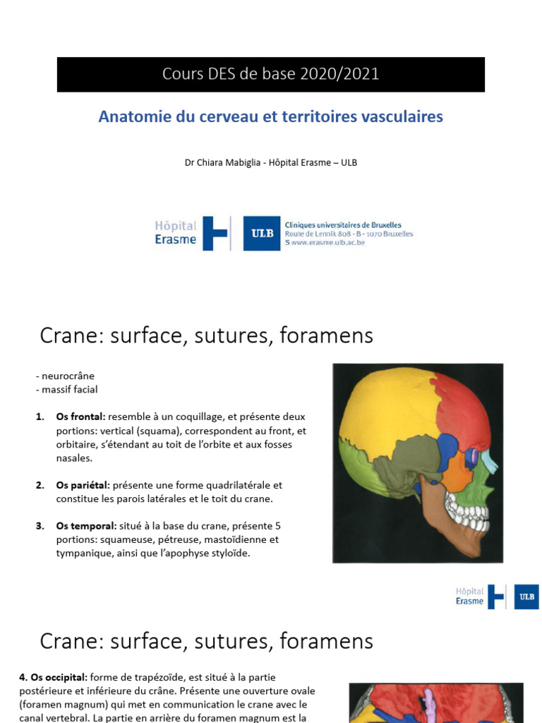 Anatomie du cerveau et vasculature | PDF | Circonvolution cérébrale ...