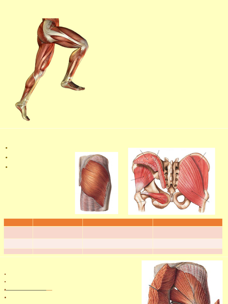 Músculos do Membro Inferior | PDF | Pé | Anatomia dos membros inferiores