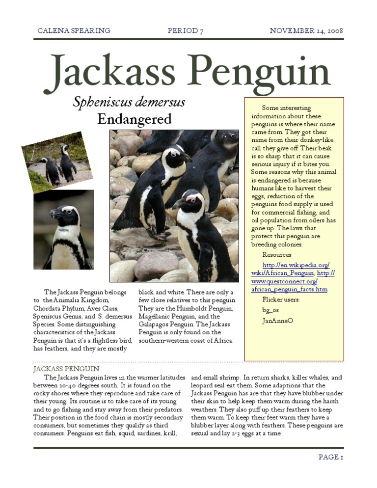 Jackasspenguin Cspearing | PDF | Penguin | Marine Vertebrates
