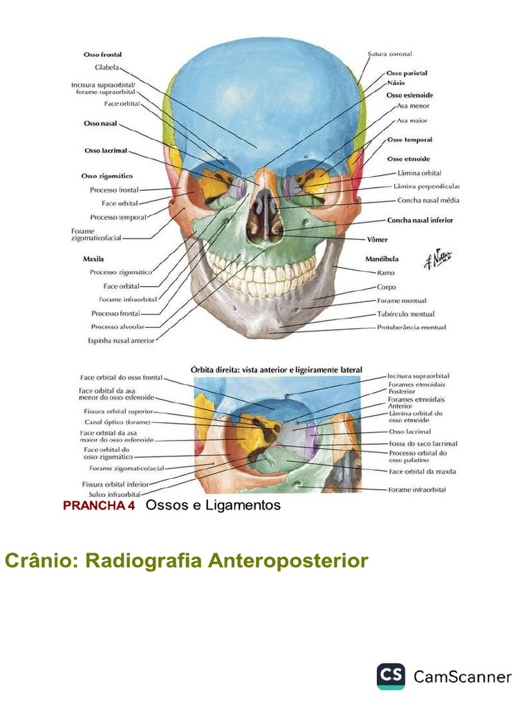 Netter Anatomia | PDF
