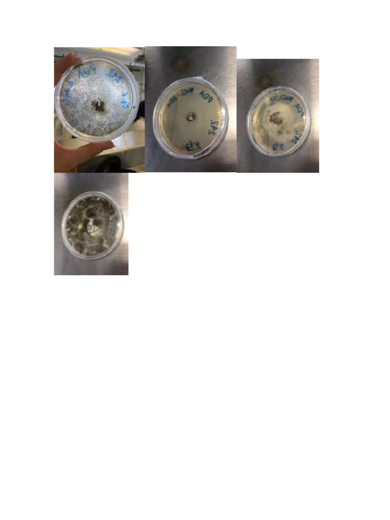 Hongos de Bacter | PDF