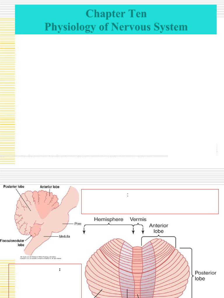 Nervous System 20200312 | PDF | Autonomic Nervous System | Basal Ganglia