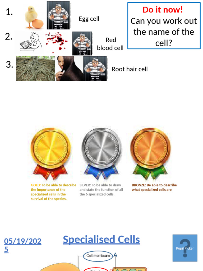 Specialized Cells and Their Functions | PDF | Tissue (Biology) | Histology