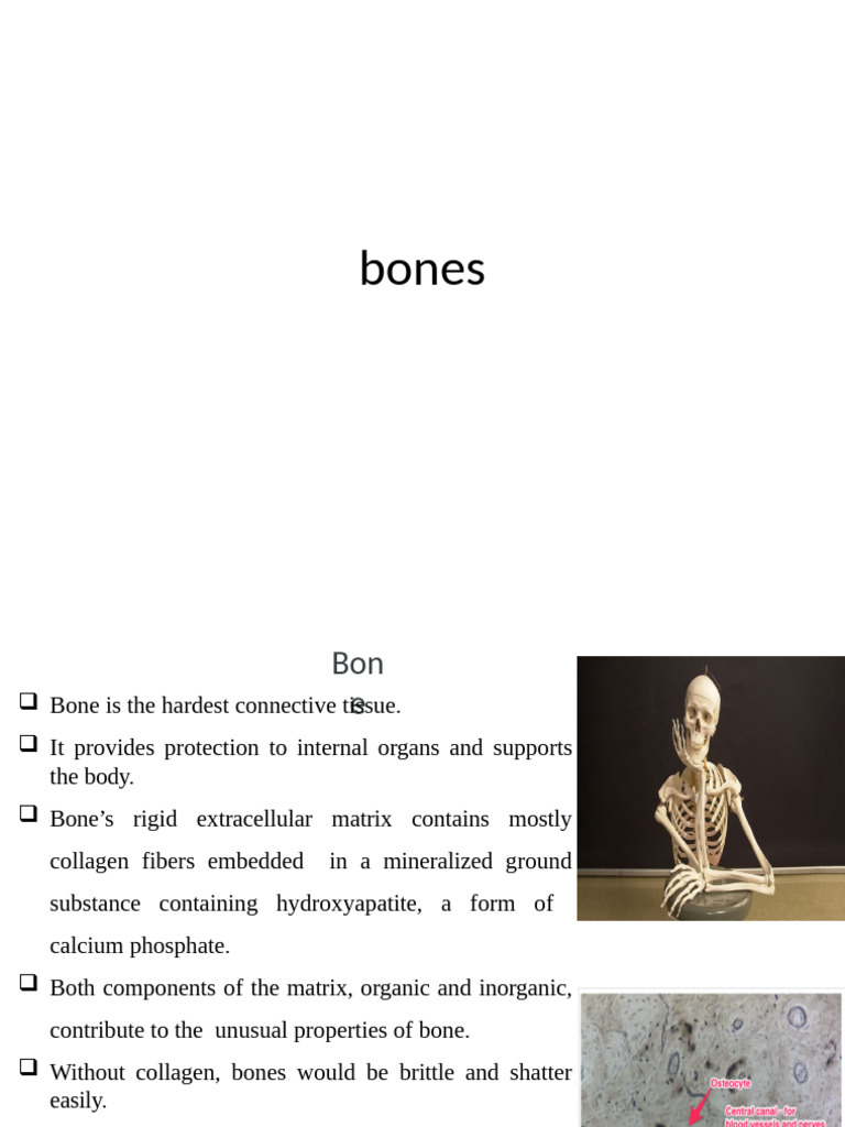 Anatomy of Bone, Blood, and Joints | PDF | Bone | Joint