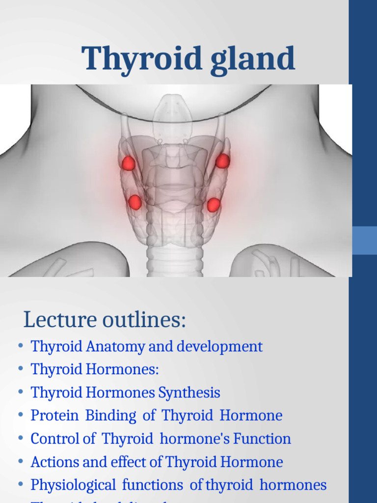 Lec (4) - Thyroid - Gland-Lec - 3 | PDF | Thyroid | Thyroid Stimulating ...