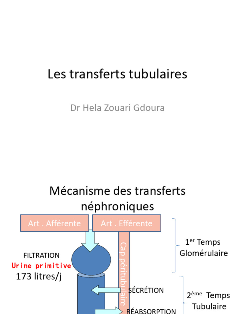 Gradient osmotique corticopapillaire PDF — free download