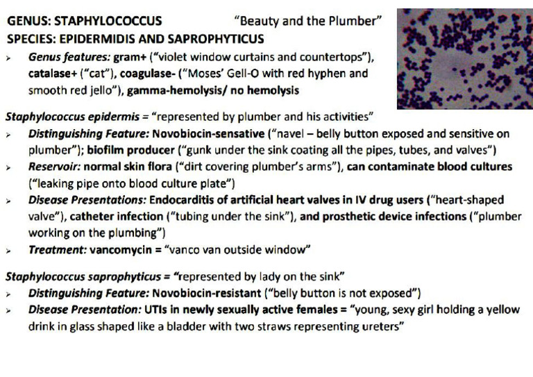 Stap Epidermis | PDF