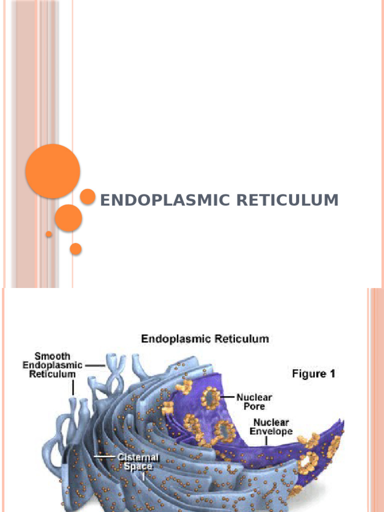 Endoplasmic Reticulum Protein Sorting | PDF | Endoplasmic Reticulum ...