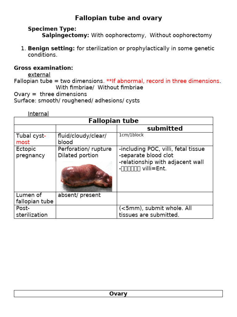 Fallopian Tube and Ovary Specimen Analysis | PDF | Medical Specialties ...
