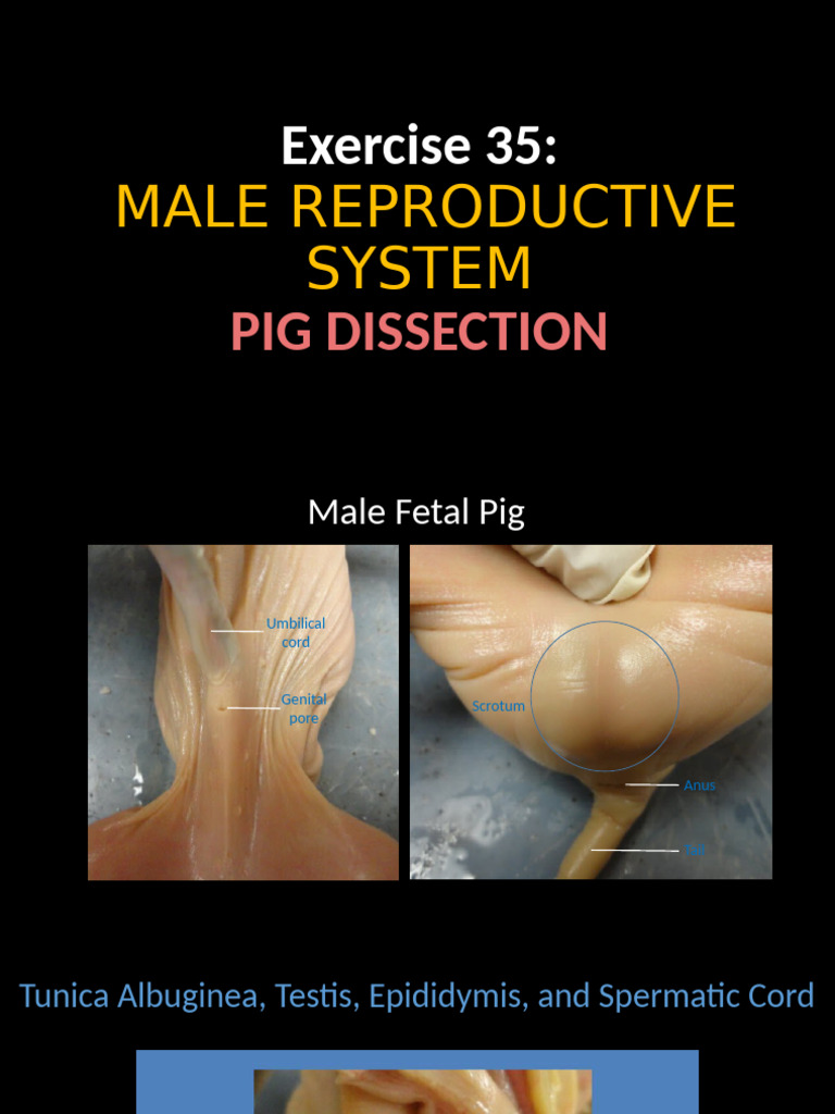Anatomy Lab Exercise 35 Overview of Pig Dissection | PDF