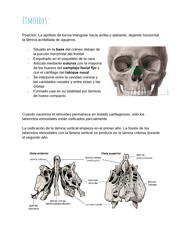 Hueso Etmoides | PDF | Cráneo | Cabeza y cuello humanos