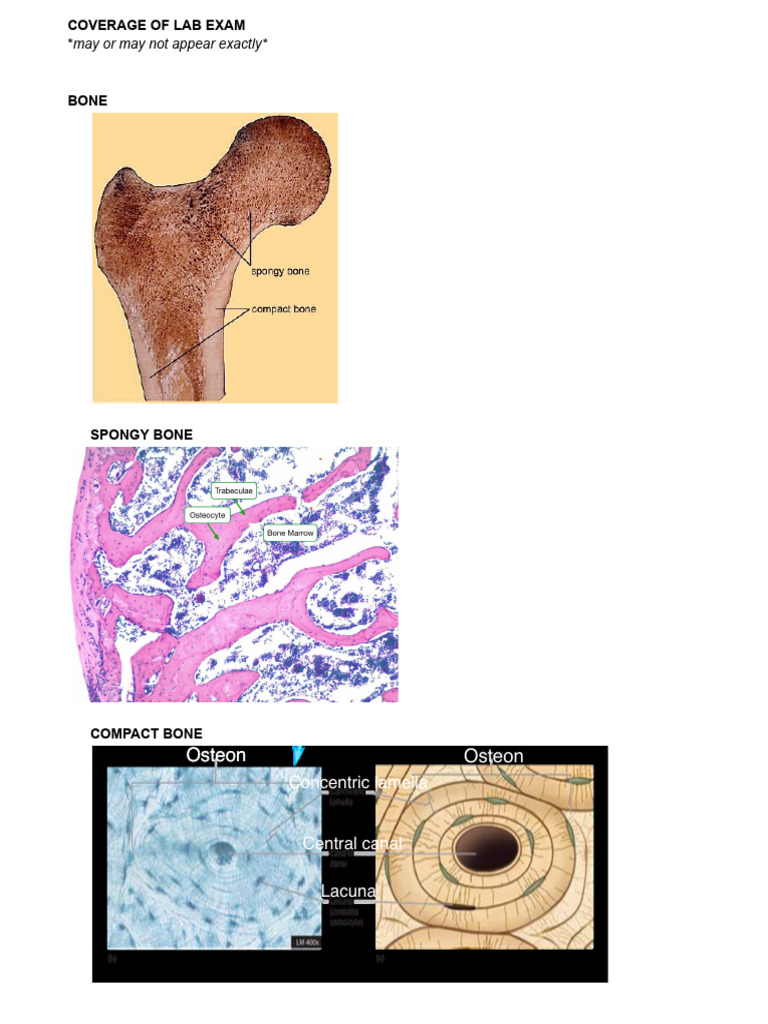 Labelling Summary Notes | PDF | Bone | Lymph Node