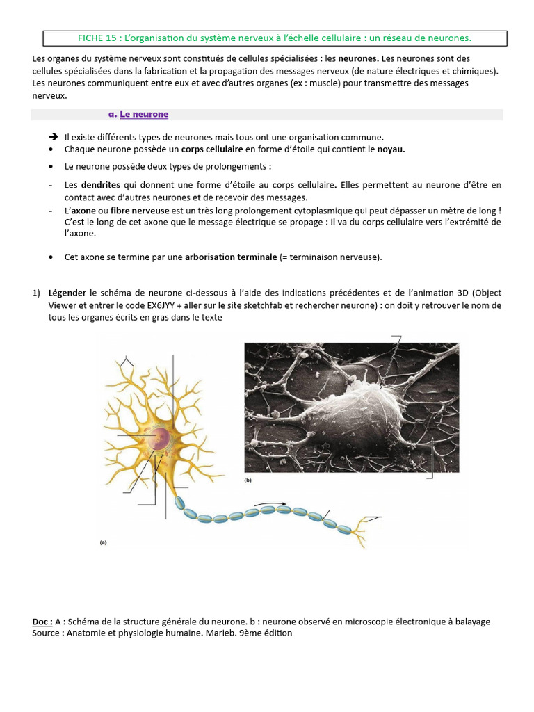 Organisation et transmission des neurones | PDF | Neurone | Système nerveux