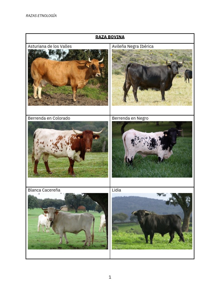 RAZA BOVINA | PDF