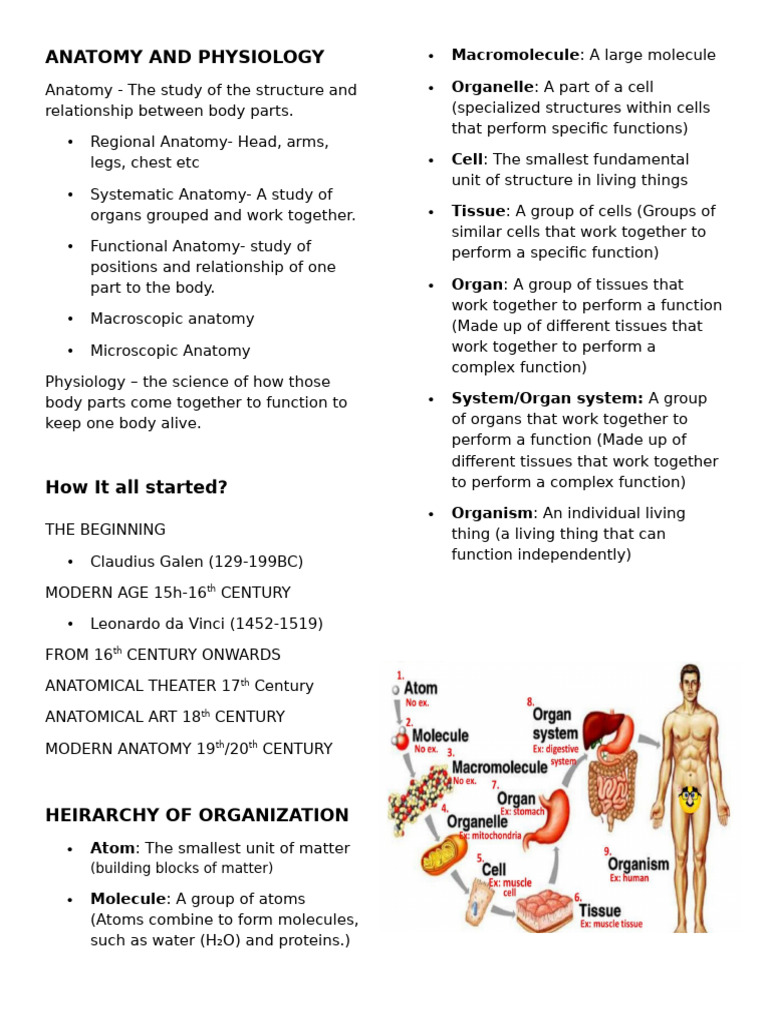 Anatomy and Physiology Overview | PDF | Anatomical Terms Of Location ...