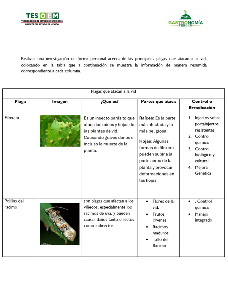 Plagas de la Vid: Control y Prevención | PDF | Plaga (organismo) | Insectos