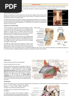 Anatomía Completa de la Nariz | PDF | Nariz humana | Anatomía
