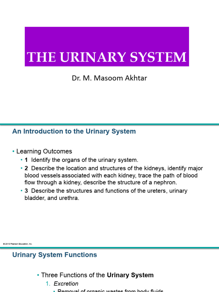 Overview of the Urinary System | PDF | Kidney | Abdomen