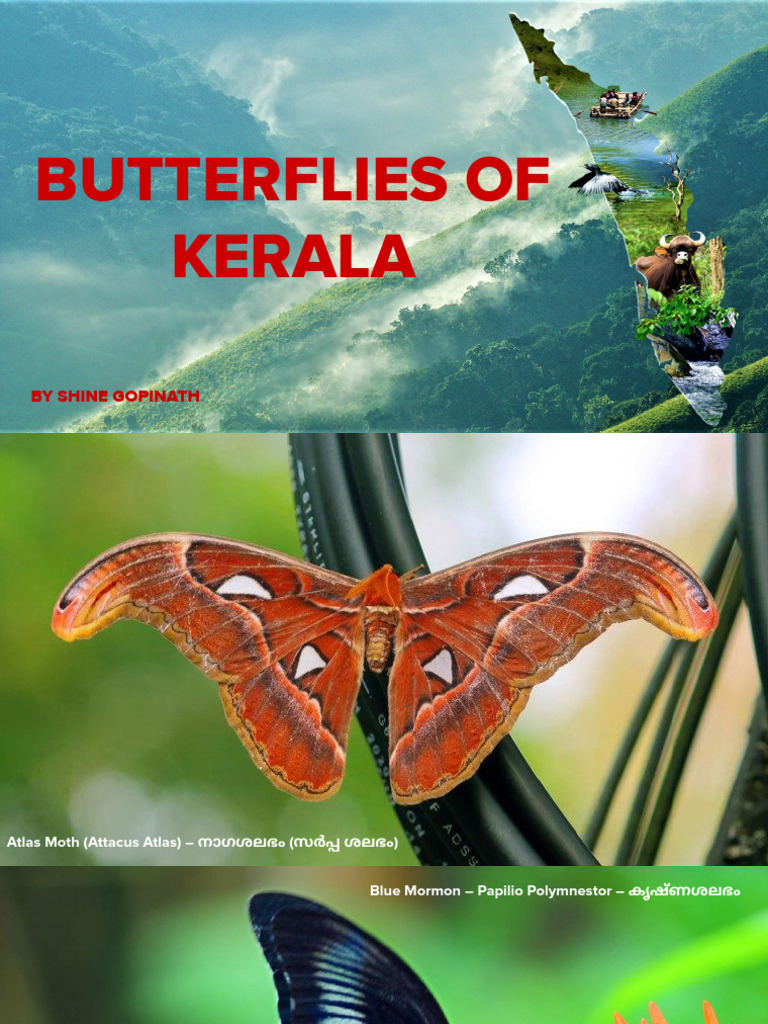 Butterflies of Kerala - NEW EDITION | PDF