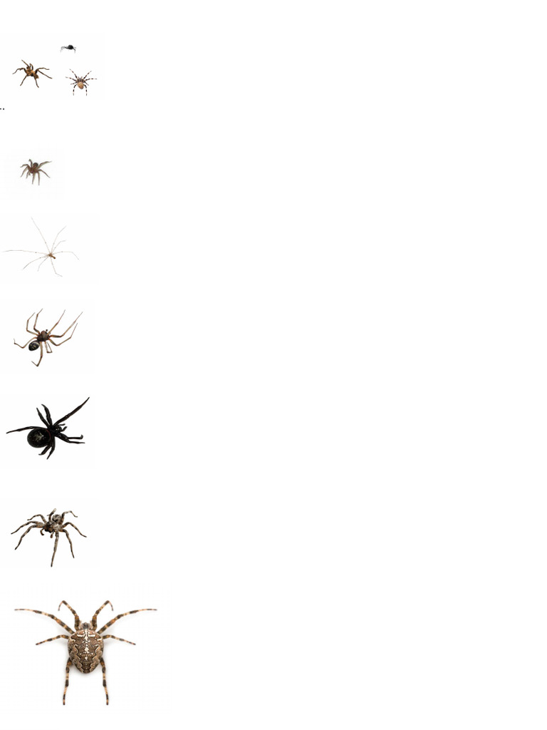 Tipos de Arañas Comunes en España | PDF | Araña | Insectos