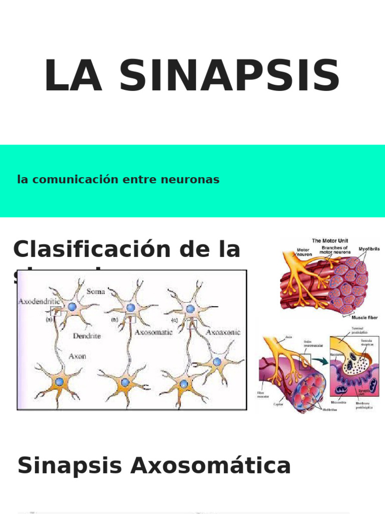 Clasificación de la Sinapsis Neuronal | PDF