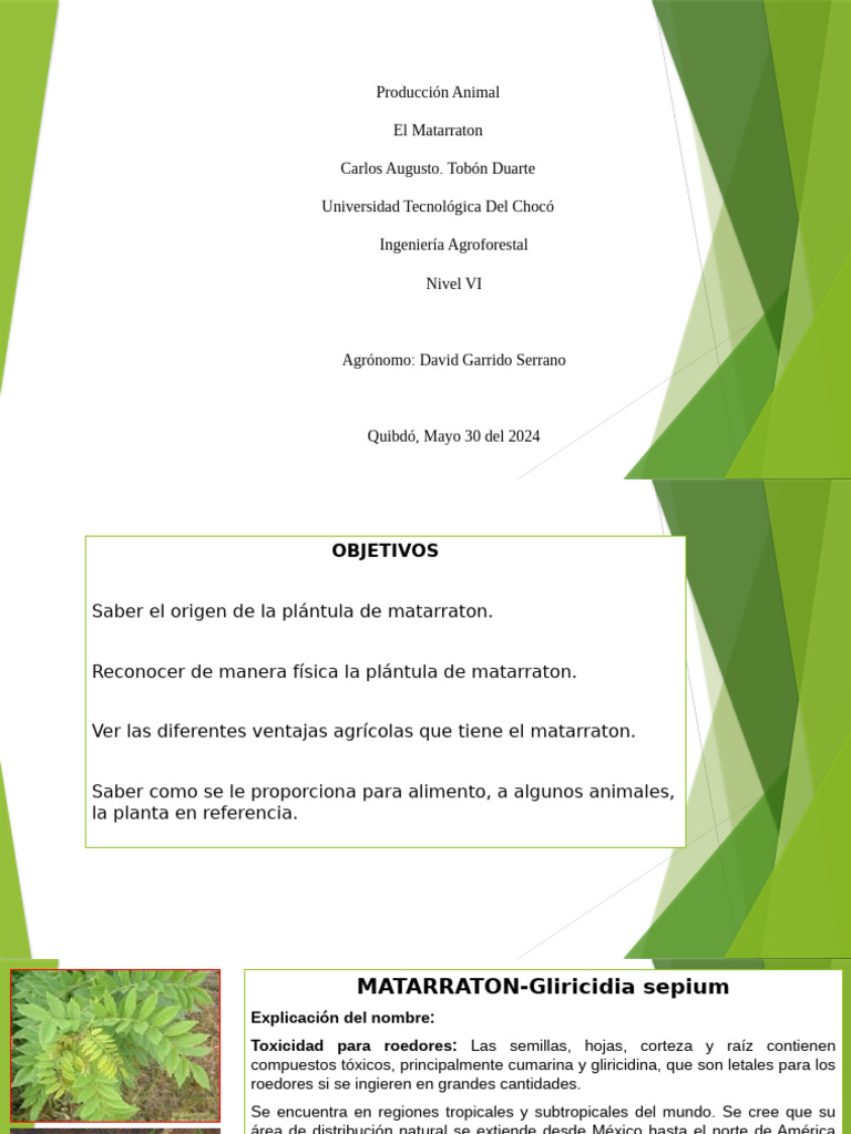 Usos y beneficios del matarratón | PDF | Alimentos | Agricultura