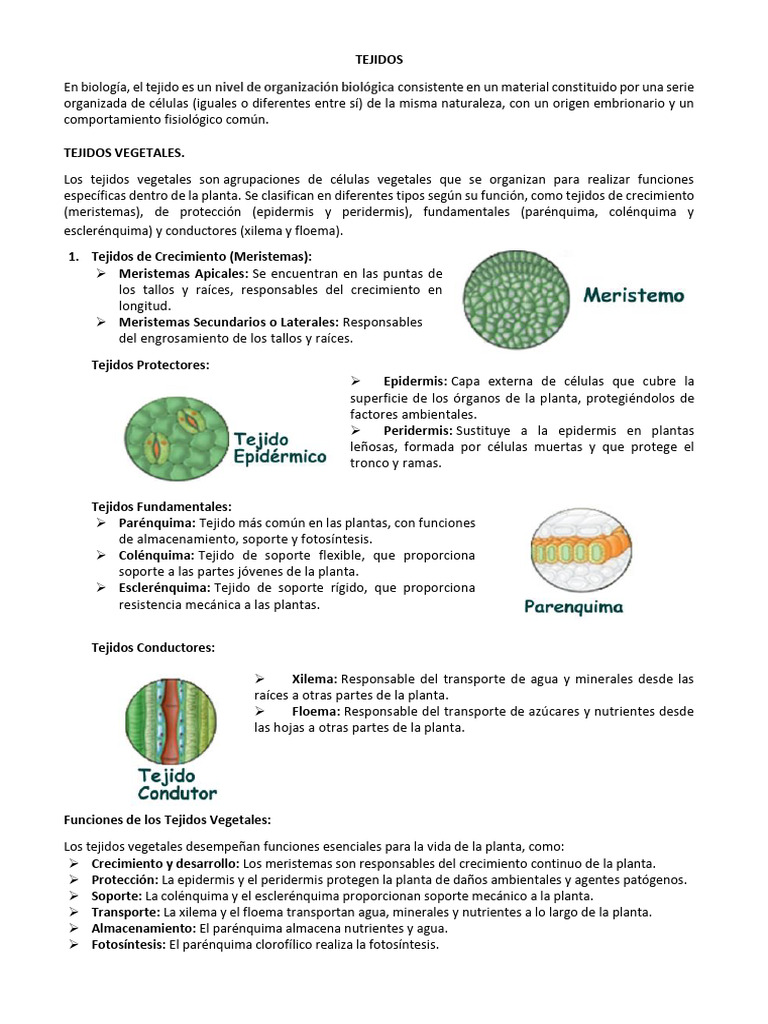 Tejidos 2° | PDF | Tejido (biología) | Raíz