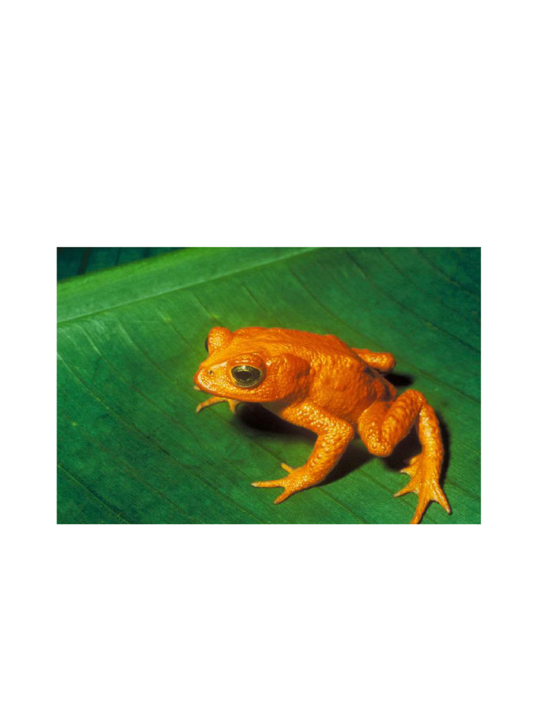 La Extinción Del Sapo Dorado | PDF | Zoología