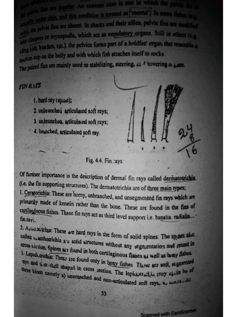 Fin Rays and Fish Color Bs Zoology | PDF