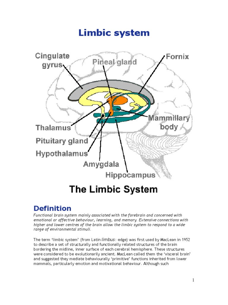 Limbic System Limbic System Organ (Anatomy)