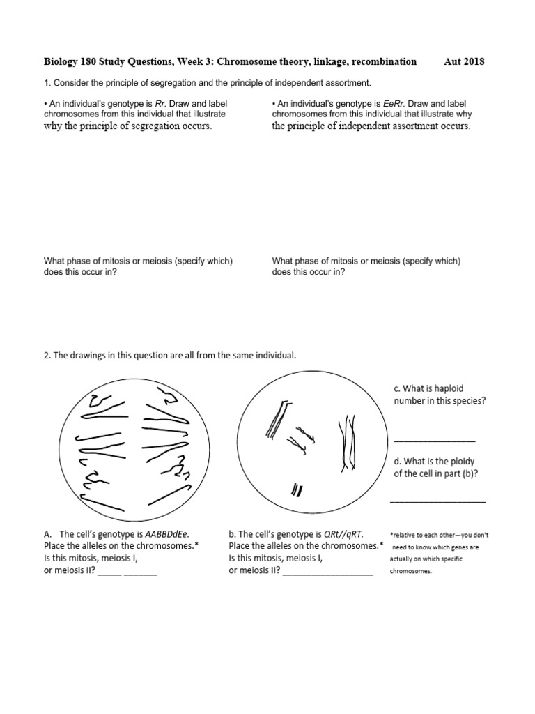BIOL180 Practice3 2018fall | PDF | Meiosis | Genotype