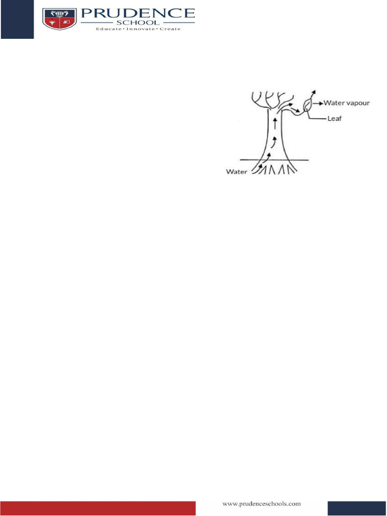 G10 Biology Life Process (Transportation) | PDF | Tissue (Biology) | Heart