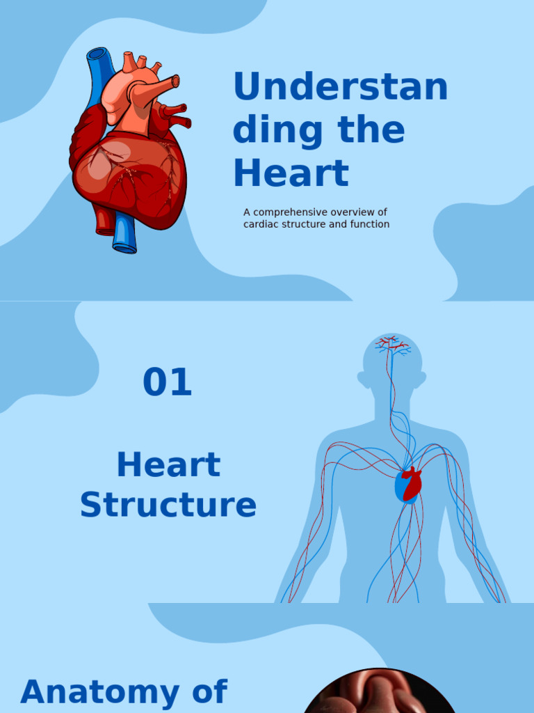 Heart Structure and Function Overview | PDF | Heart | Circulatory System