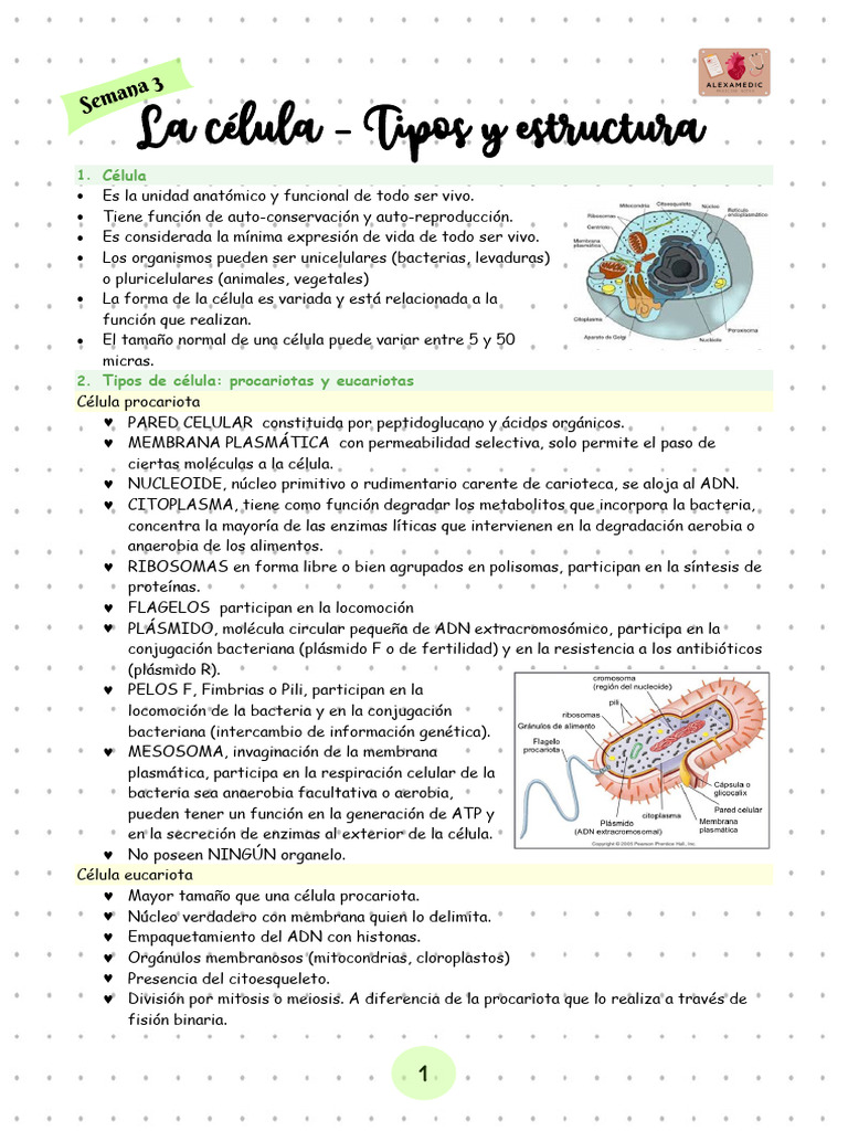 Tipos y Estructura de las Células | PDF | Biología Celular) | Citoplasma