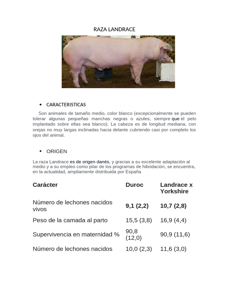 Raza Landrace Trabajo de Ascate | PDF | Cerdo | Zoología