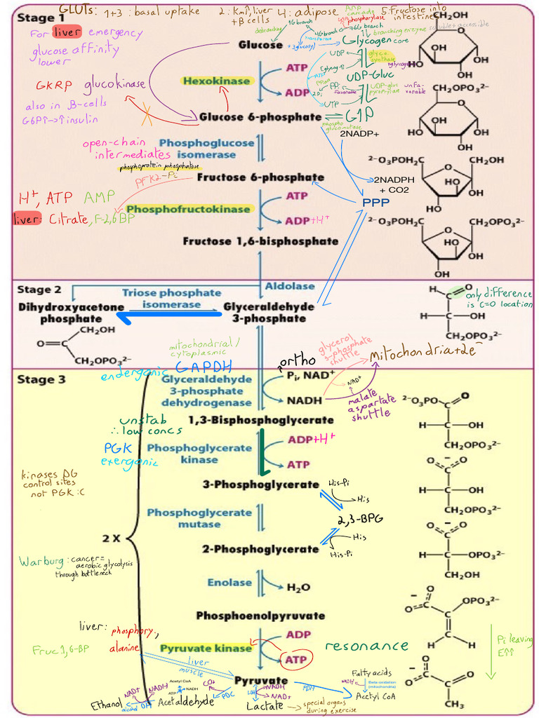 Biochemical Metabolic Pathways Overview | PDF | Adenosine Triphosphate ...